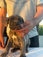 Neilys Cazorla , a male Cane Corso for sale in Okeechobee, FL – Photo 2 of 10