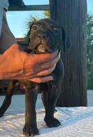 Neilys Cazorla , a male Cane Corso for sale in Okeechobee, FL – Photo 4 of 10