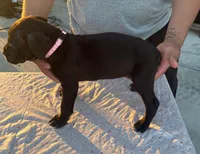 Neilys Cazorla , a male Cane Corso for sale in Okeechobee, FL – Photo 5 of 10