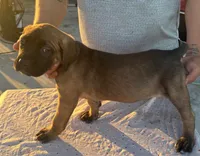 Emmanuel Cazorla, a female Cane Corso for sale in Okeechobee, FL – Photo 10 of 10