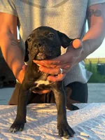 Emmanuel Cazorla, a female Cane Corso for sale in Okeechobee, FL – Photo 2 of 10