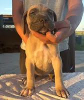 Emmanuel Cazorla, a female Cane Corso for sale in Okeechobee, FL – Photo 4 of 10