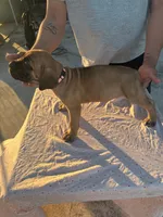 Emmanuel Cazorla, a female Cane Corso for sale in Okeechobee, FL – Photo 5 of 10