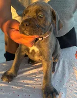 Emmanuel Cazorla, a female Cane Corso for sale in Okeechobee, FL – Photo 1 of 10