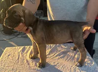 Emmanuel Cazorla, a female Cane Corso for sale in Okeechobee, FL – Photo 9 of 10
