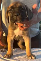 Emmanuel Cazorla, a female Cane Corso for sale in Okeechobee, FL – Photo 3 of 10