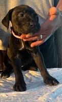 Emmanuel Cazorla, a female Cane Corso for sale in Okeechobee, FL – Photo 8 of 10