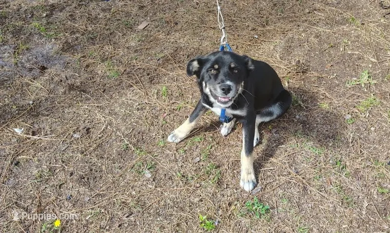 Jughead – German Shepherd Dog, Siberian Husky puppy for sale in Southport, NC