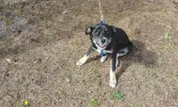 Jughead, a male German Shepherd Dog and Siberian Husky for sale in Southport, NC – 1 of 2