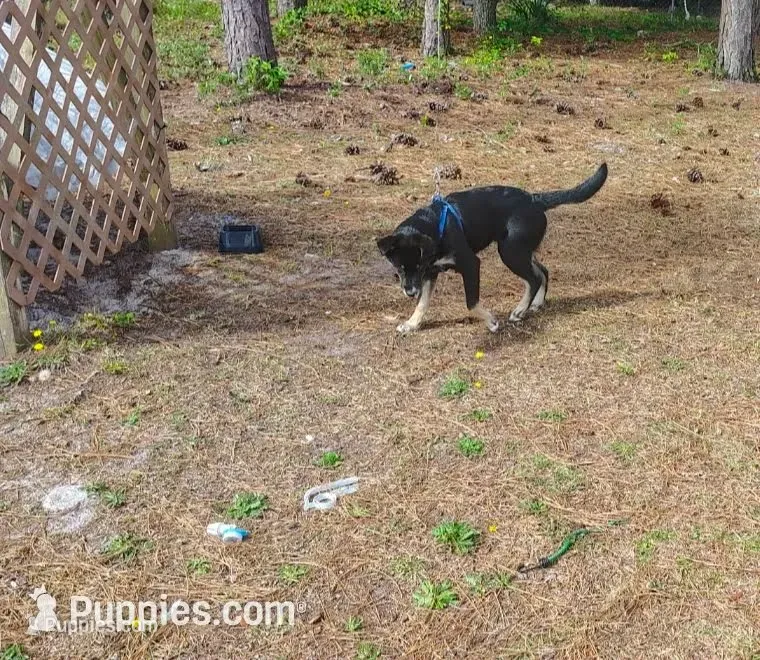 Jughead – German Shepherd Dog, Siberian Husky puppy for sale in Southport, NC