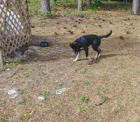 Jughead, a male German Shepherd Dog and Siberian Husky for sale in Southport, NC – 2 of 2