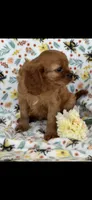 Bella, a female Cavalier King Charles Spaniel for sale in Sturgis, MI – 7 of 7