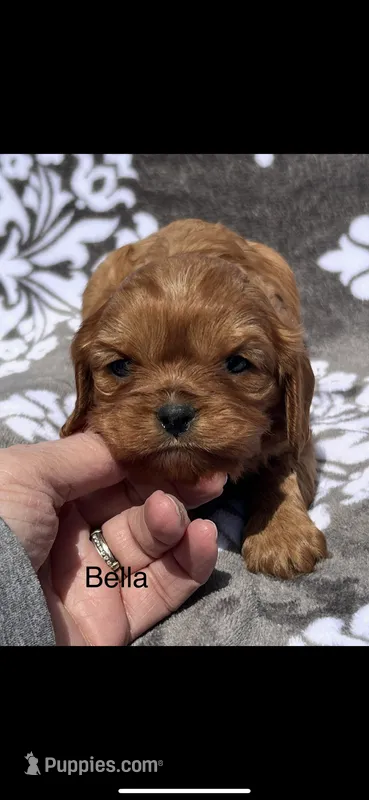 Bella – Cavalier King Charles Spaniel puppy for sale in Sturgis, MI