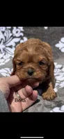 Bella, a female Cavalier King Charles Spaniel for sale in Sturgis, MI – 1 of 7