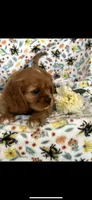 Beauty , a female Cavalier King Charles Spaniel for sale in Sturgis, MI – 2 of 6