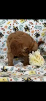 Bella, a female Cavalier King Charles Spaniel for sale in Sturgis, MI – 6 of 7