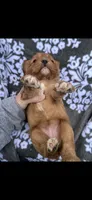 Beauty , a female Cavalier King Charles Spaniel for sale in Sturgis, MI – 4 of 6