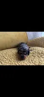 Monty , a male Miniature Dachshund for sale in Sturgis, MI – 2 of 4
