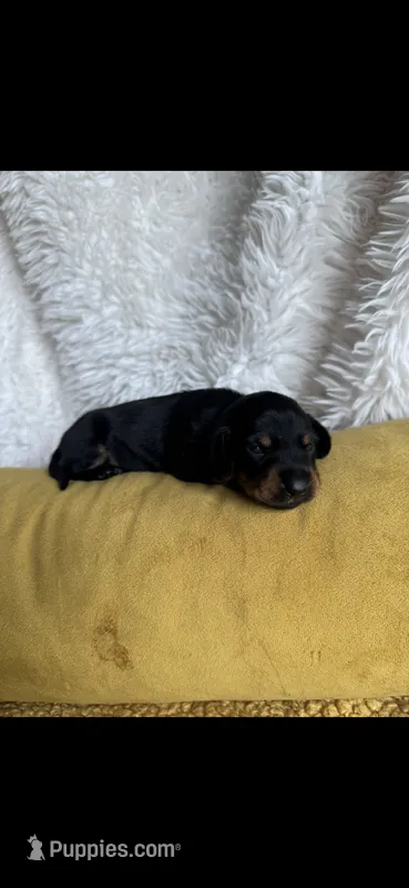 Scarlett – Miniature Dachshund puppy for sale in Sturgis, MI