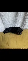 Scarlett, a female Miniature Dachshund for sale in Sturgis, MI – 1 of 4