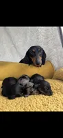 Monty , a male Miniature Dachshund for sale in Sturgis, MI – 4 of 4