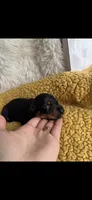Scarlett, a female Miniature Dachshund for sale in Sturgis, MI – 2 of 4