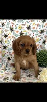 Billy the Kid, a female Cavalier King Charles Spaniel for sale in Sturgis, MI – 5 of 8