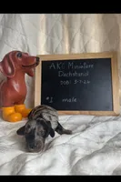 Boone, a male Miniature Dachshund for sale in Sturgis, MI – Photo 2 of 4