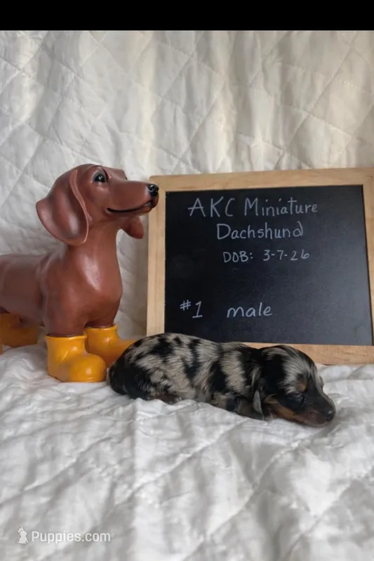Boone – Miniature Dachshund puppy for sale in Sturgis, MI