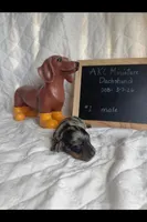 Boone, a male Miniature Dachshund for sale in Sturgis, MI – Photo 3 of 4