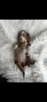 Jada, a female Miniature Dachshund for sale in Sturgis, MI – 2 of 4
