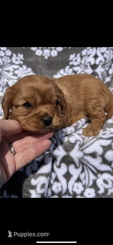 Billy the Kid – Cavalier King Charles Spaniel puppy for sale in Sturgis, MI