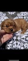 Billy the Kid, a female Cavalier King Charles Spaniel for sale in Sturgis, MI – 1 of 8