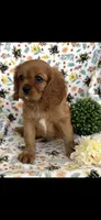 Billy the Kid, a female Cavalier King Charles Spaniel for sale in Sturgis, MI – 4 of 8