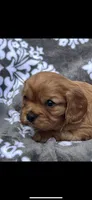 Billy the Kid, a female Cavalier King Charles Spaniel for sale in Sturgis, MI – 3 of 8