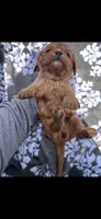 Bella, a female Cavalier King Charles Spaniel for sale in Sturgis, MI – 5 of 7