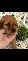 Billy the Kid, a female Cavalier King Charles Spaniel for sale in Sturgis, MI – 7 of 8