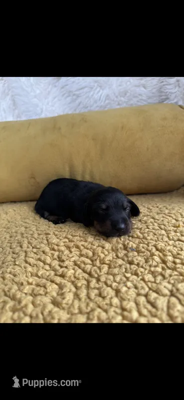 Stephen  – Miniature Dachshund puppy for sale in Sturgis, MI