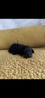 Stephen , a male Miniature Dachshund for sale in Sturgis, MI – 1 of 3