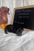 Farah , a female Miniature Dachshund for sale in Sturgis, MI – Photo 1 of 3