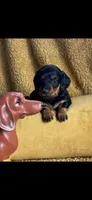 Farah , a female Miniature Dachshund for sale in Sturgis, MI – 2 of 6