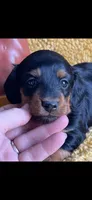 Farah , a female Miniature Dachshund for sale in Sturgis, MI – 3 of 6