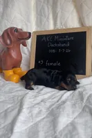 Farah , a female Miniature Dachshund for sale in Sturgis, MI – Photo 3 of 3