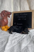 Farah , a female Miniature Dachshund for sale in Sturgis, MI – Photo 2 of 3