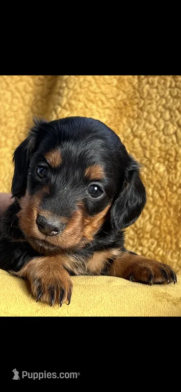 Farah  – Miniature Dachshund puppy for sale in Sturgis, MI