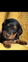 Farah , a female Miniature Dachshund for sale in Sturgis, MI – 1 of 6