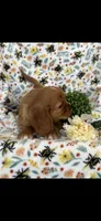 Beauty , a female Cavalier King Charles Spaniel for sale in Sturgis, MI – 5 of 6