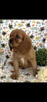 Billy the Kid, a female Cavalier King Charles Spaniel for sale in Sturgis, MI – 6 of 8