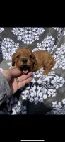 Billy the Kid, a female Cavalier King Charles Spaniel for sale in Sturgis, MI – 8 of 8