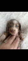 Jada, a female Miniature Dachshund for sale in Sturgis, MI – 1 of 4